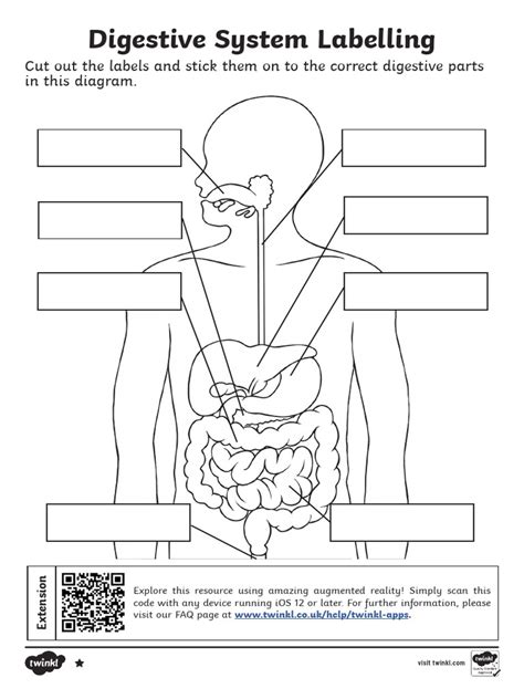 human digestive system worksheet